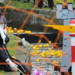 Duck race 3 2014JPG