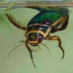 Great Diving Beetle