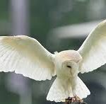 barn owl.pg